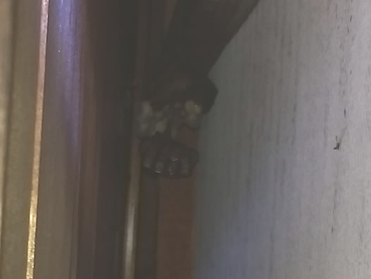 スズメバチの巣駆除戸袋内部